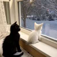 猫人哦头像