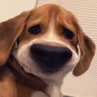 ***_头像