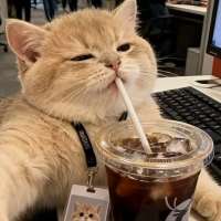 渊.🐾头像
