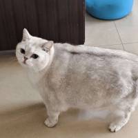 ****欧头像