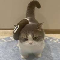 是个糕手头像