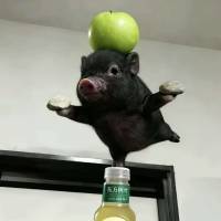 你滴上好佳头像